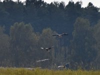 12-10-2014 landende Gaense 7